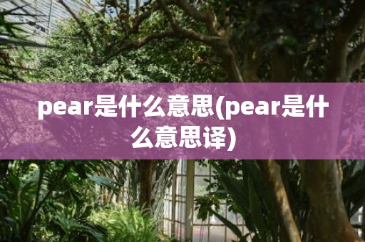 pear是什么意思(pear是什么意思译)