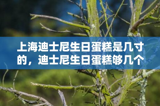 上海迪士尼生日蛋糕是几寸的，迪士尼生日蛋糕够几个人吃