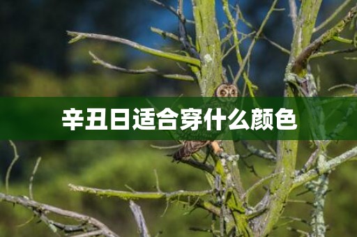 辛丑日适合穿什么颜色