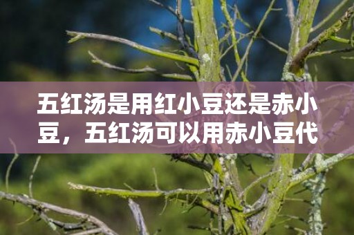 五红汤是用红小豆还是赤小豆，五红汤可以用赤小豆代替红豆吗