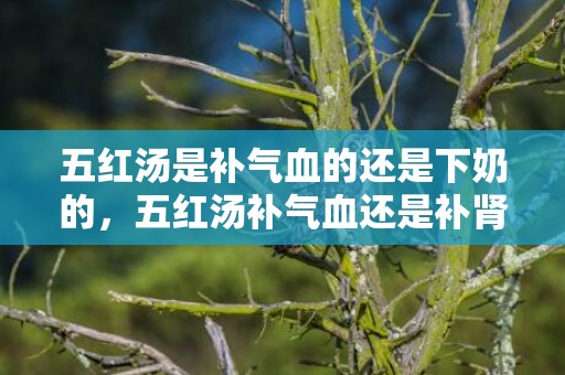 五红汤是补气血的还是下奶的，五红汤补气血还是补肾壮阳