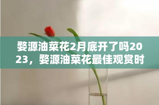 婺源油菜花2月底开了吗2023，婺源油菜花最佳观赏时间是什么时候