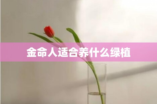 金命人适合养什么绿植