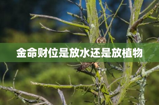 金命财位是放水还是放植物
