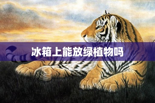 冰箱上能放绿植物吗
