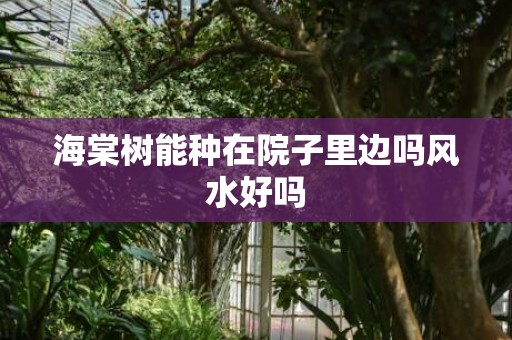 海棠树能种在院子里边吗风水好吗