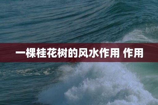 一棵桂花树的风水作用 作用