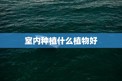 室内种植什么植物好
