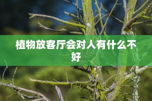 植物放客厅会对人有什么不好