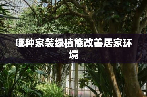 哪种家装绿植能改善居家环境