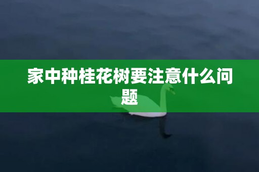 家中种桂花树要注意什么问题