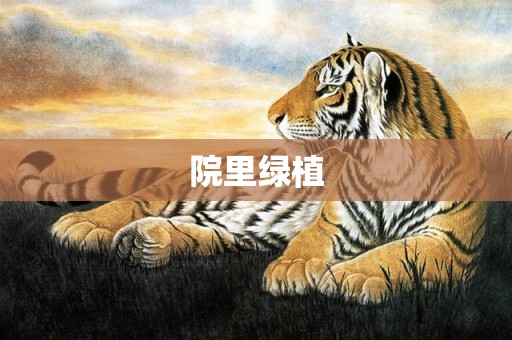 院里绿植