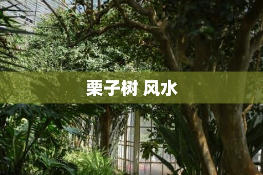 栗子树 风水