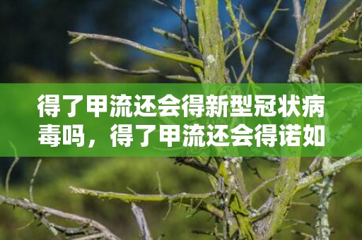 得了甲流还会得新型冠状病毒吗，得了甲流还会得诺如吗