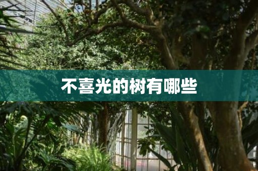 不喜光的树有哪些
