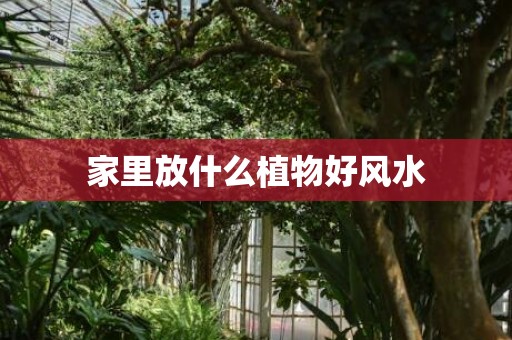 家里放什么植物好风水