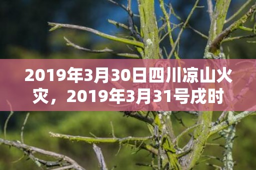 2019年3月30日四川凉山火灾，2019年3月31号戌时出生的女孩起什么名字最好