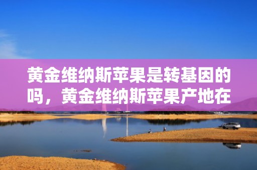 黄金维纳斯苹果是转基因的吗，黄金维纳斯苹果产地在哪里
