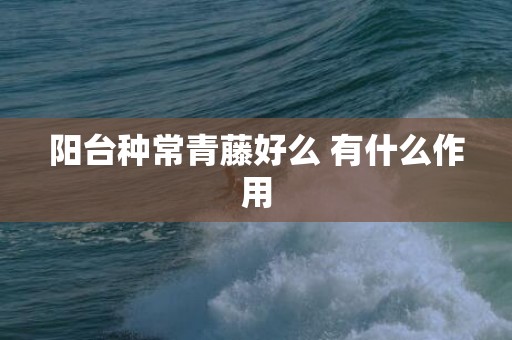 阳台种常青藤好么 有什么作用