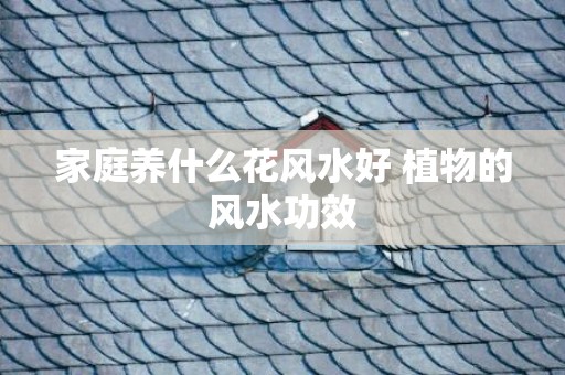 家庭养什么花风水好 植物的风水功效