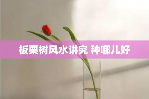 板栗树风水讲究 种哪儿好