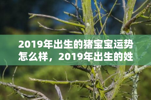 2019年出生的猪宝宝运势怎么样，2019年出生的姓向男孩如何起名，宜用什么字