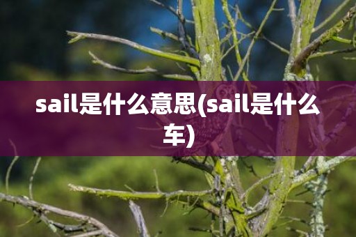 sail是什么意思(sail是什么车)
