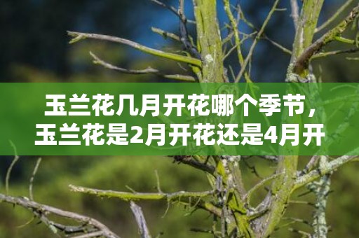 玉兰花几月开花哪个季节，玉兰花是2月开花还是4月开花