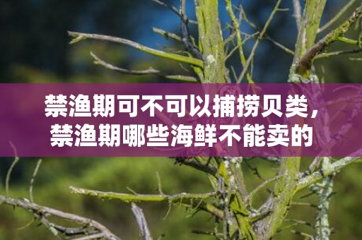 禁渔期可不可以捕捞贝类，禁渔期哪些海鲜不能卖的