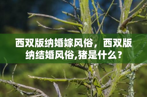 西双版纳婚嫁风俗，西双版纳结婚风俗,猪是什么？