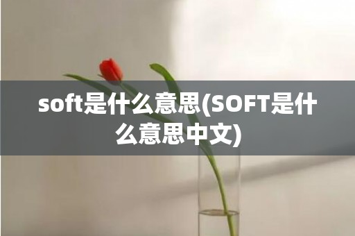 soft是什么意思(SOFT是什么意思中文)