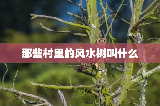 那些村里的风水树叫什么