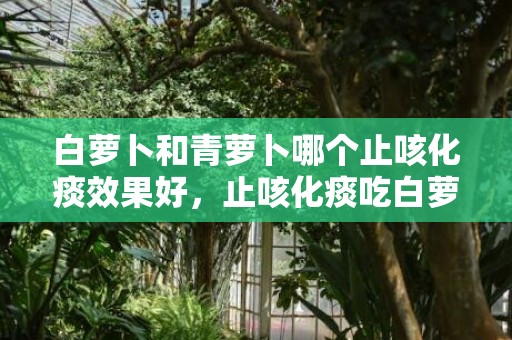 白萝卜和青萝卜哪个止咳化痰效果好，止咳化痰吃白萝卜还是青萝卜