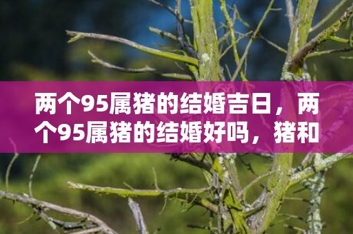 两个95属猪的结婚吉日，两个95属猪的结婚好吗，猪和猪合适结婚吗