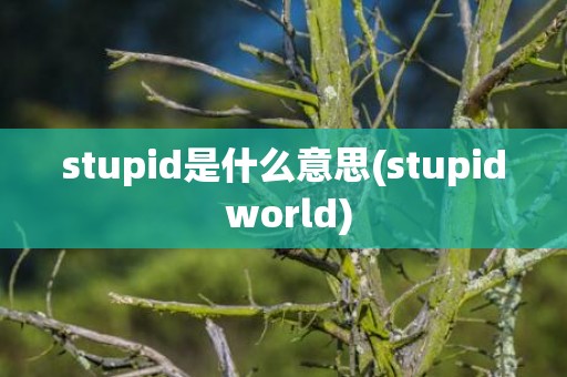 stupid是什么意思(stupid world)