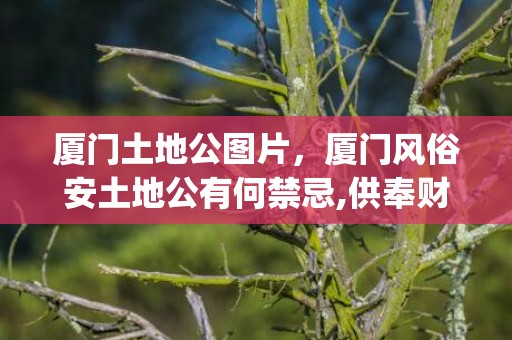 厦门土地公图片，厦门风俗安土地公有何禁忌,供奉财神的风水讲究有哪些?(转载)