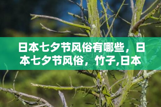 日本七夕节风俗有哪些，日本七夕节风俗，竹子,日本七夕节有哪些风俗