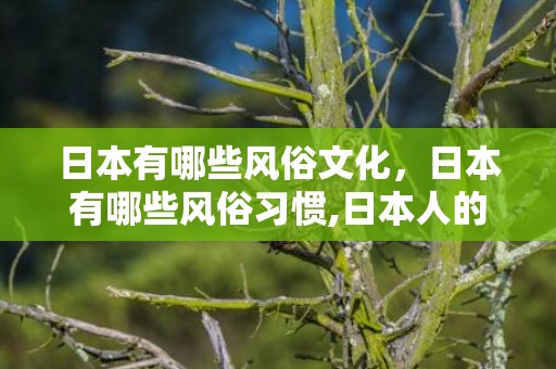 日本有哪些风俗文化，日本有哪些风俗习惯,日本人的风俗习惯