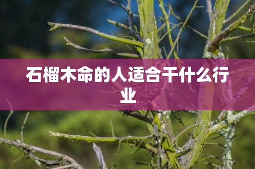 石榴木命的人适合干什么行业
