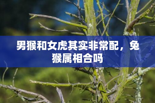 男猴和女虎其实非常配，兔猴属相合吗