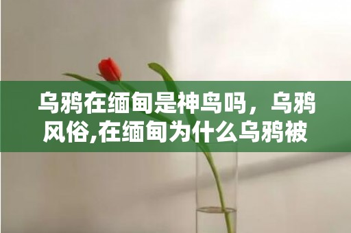 乌鸦在缅甸是神鸟吗，乌鸦风俗,在缅甸为什么乌鸦被奉为神鸟