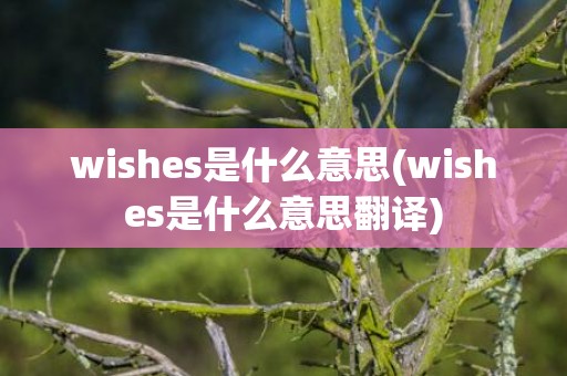 wishes是什么意思(wishes是什么意思翻译)