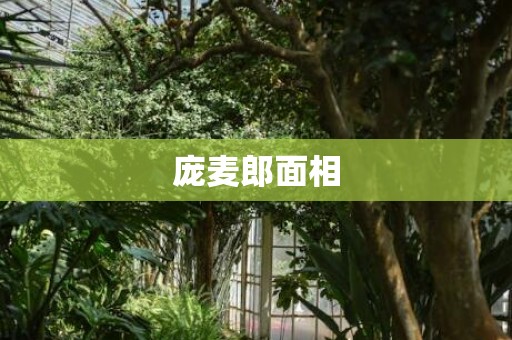 庞麦郎面相