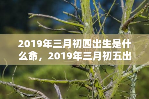 2019年三月初四出生是什么命，2019年三月初五出生的双胞胎女孩起名推荐，五行属什么