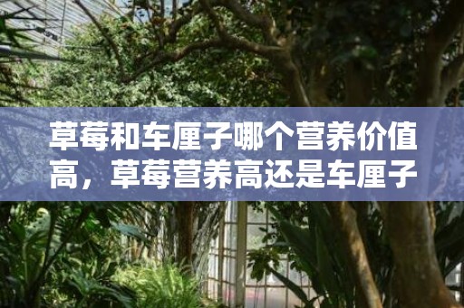 草莓和车厘子哪个营养价值高，草莓营养高还是车厘子营养高