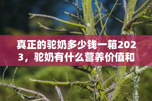 真正的驼奶多少钱一箱2023，驼奶有什么营养价值和功效