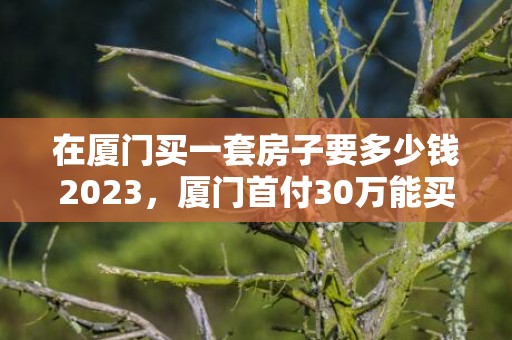 在厦门买一套房子要多少钱2023，厦门首付30万能买哪里的房子