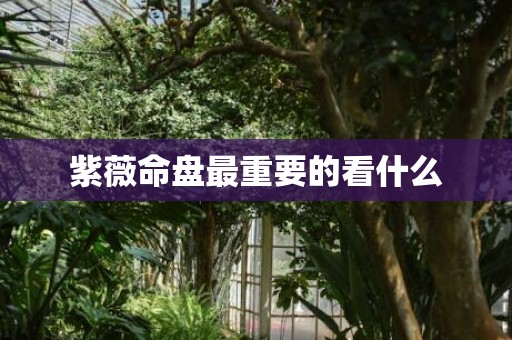 紫薇命盘最重要的看什么