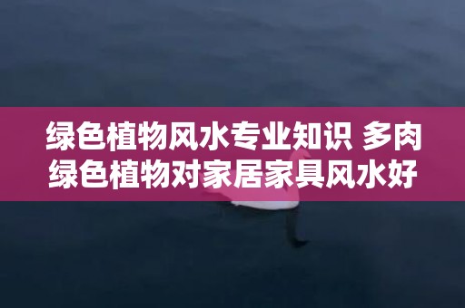 绿色植物风水专业知识 多肉绿色植物对家居家具风水好么