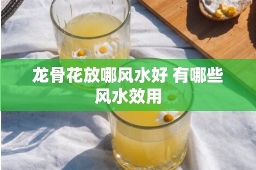 龙骨花放哪风水好 有哪些风水效用